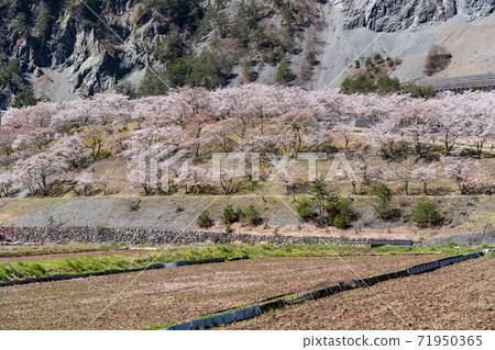 Oshika Village, Onishi Park where cherry blossoms bloom 71950365