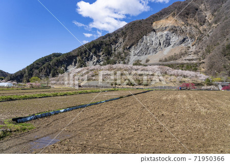 Oshika Village, Onishi Park where cherry blossoms bloom 71950366