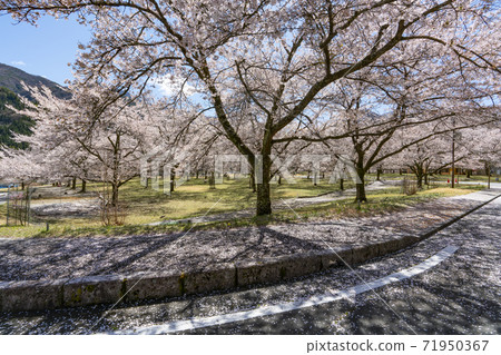 櫻花盛開的大西公園大塚村 71950367