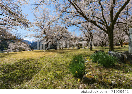 Oshika Village, Onishi Park where cherry blossoms bloom Oshika Village, Onishi Park where cherry blossoms bloom 71950441
