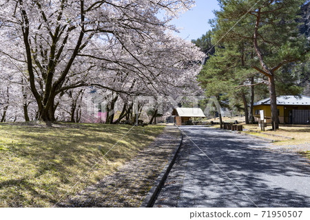 Oshika Village Onishi Park where cherry blossoms bloom Oshika Village Onishi Park where cherry blossoms bloom 71950507