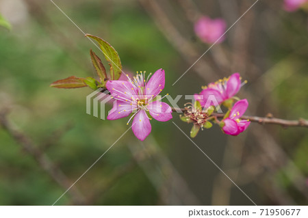 Cherry blossoms, Buan-gun, Jeonnam Cherry blossoms, Buan-gun, Jeonnam 71950677