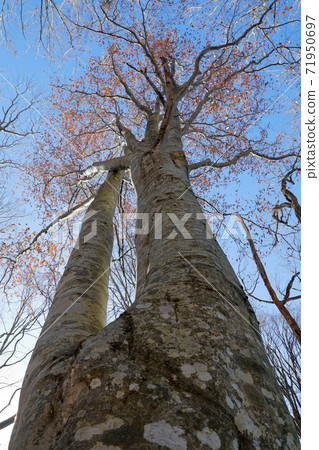 Beech Adhesion Tree in Late Autumn-Beech Forest in Yanatori, Tadami Town, Fukushima Prefecture Beech Adhesion Tree in Late Autumn-Beech Forest in Yanatori, Tadami Town, Fukushima Prefecture 71950697