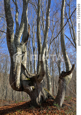 福島縣忠實町深秋樹幹彎曲的山毛櫸-亮鳥山毛櫸森林 福島縣忠實町深秋樹幹彎曲的山毛櫸-亮鳥山毛櫸森林 71950699