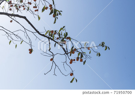 全北正邑市柿樹 全北正邑市柿樹 71950700