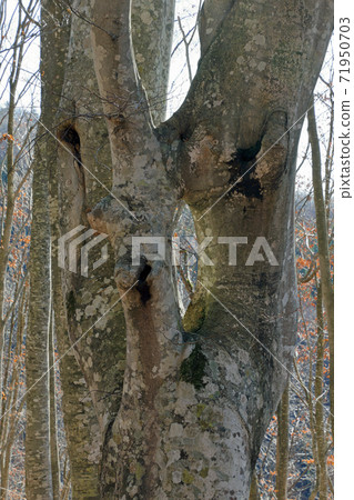 Beech adhesion tree with a peephole in the trunk-Beech forest in Yanatori, Tadami Town, Fukushima Prefecture Beech adhesion tree with a peephole in the trunk-Beech forest in Yanatori, Tadami Town, Fukushima Prefecture 71950703