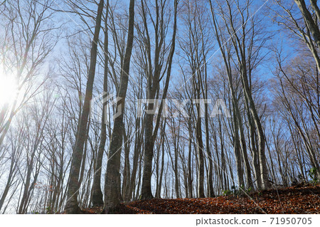 Beech forest in the light of late autumn-Beech forest in Yanatori, Tadami Town, Fukushima Prefecture Beech forest in the light of late autumn-Beech forest in Yanatori, Tadami Town, Fukushima Prefecture 71950705