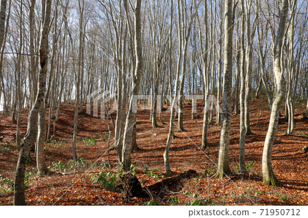 Beech secondary forest in the light of late autumn-Yanatori beech forest, Tadami Town, Fukushima Prefecture Beech secondary forest in the light of late autumn-Yanatori beech forest, Tadami Town, Fukushima Prefecture 71950712