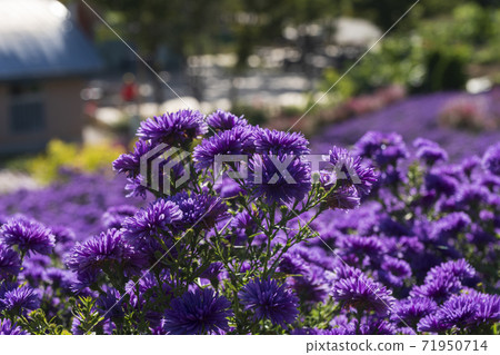 Jeongeup, Jeonbuk Jeongeup, Jeonbuk 71950714
