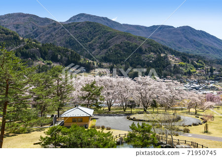 Oshika Village, Sakura Blooming Onishi Park and Mt. Akaishi in the Southern Alps with residual snow Oshika Village, Sakura Blooming Onishi Park and Mt. Akaishi in the Southern Alps with residual snow 71950745