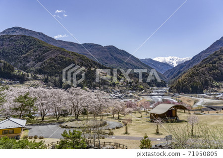 Oshika Village Onishi Park where cherry blossoms bloom and Mt. Akaishi in the Southern Alps with residual snow Oshika Village Onishi Park where cherry blossoms bloom and Mt. Akaishi in the Southern Alps with residual snow 71950805