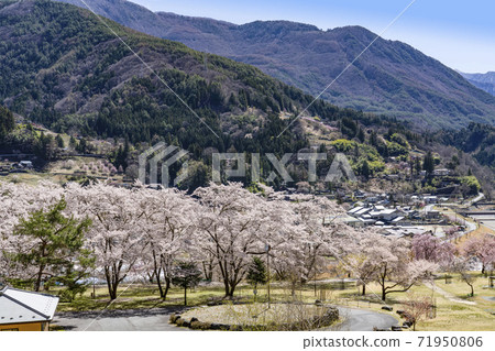 Oshika Village Onishi Park where cherry blossoms bloom Oshika Village Onishi Park where cherry blossoms bloom 71950806