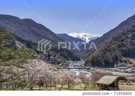 Oshika Village Onishi Park where cherry blossoms bloom and Mt. Akaishi in the Southern Alps with residual snow 71950808
