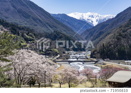 Oshika Village Onishi Park where cherry blossoms bloom and Mt. Akaishi in the Southern Alps with residual snow Oshika Village Onishi Park where cherry blossoms bloom and Mt. Akaishi in the Southern Alps with residual snow 71950810