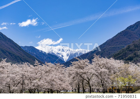 Mt. Akaishi in the Southern Alps with the remaining snow overlooking Sakurakoshi in Onishi Park, Oshika Village, Nanshin Mt. Akaishi in the Southern Alps with the remaining snow overlooking Sakurakoshi in Onishi Park, Oshika Village, Nanshin 71950831