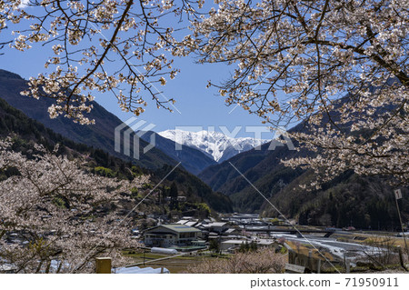 Mt. Akaishi in the Southern Alps with the remaining snow overlooking Sakurakoshi in Onishi Park, Oshika Village, Nanshin 71950911