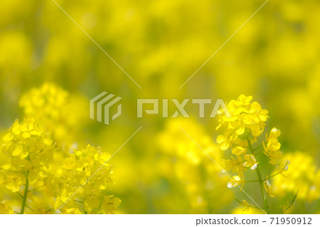 Rape blossoms (soft focus) Rape blossoms (soft focus) 71950912