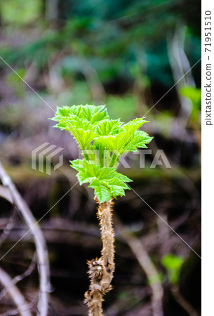 Detail of sprouting jagged spiny green plant. Detail of sprouting jagged spiny green plant. 71951510
