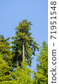 Tall coniferous tree in forest against blue sky. 71951548