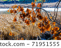 Dry leaves hanging from branches in winter. 71951555