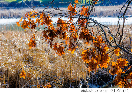 Dry leaves hanging from branches in winter. Dry leaves hanging from branches in winter. 71951555
