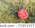 Deflated dirty orange basketball on grass. 71951557