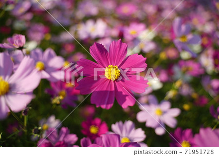Cosmos COSMOS FLOWER 71951728
