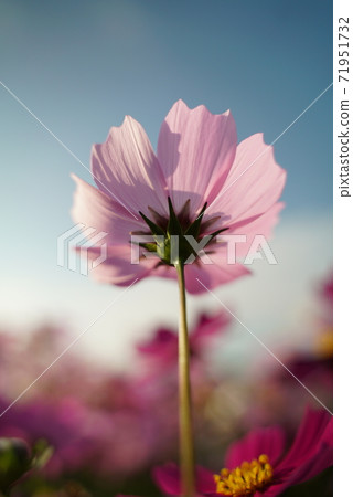 Cosmos COSMOS FLOWER 71951732