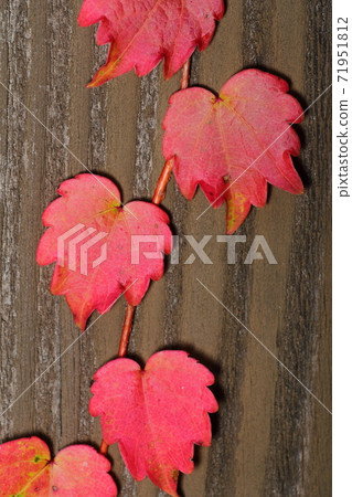 Autumn leaves of ivy, autumn leaves of ivy, Komagane plateau Autumn leaves of ivy, autumn leaves of ivy, Komagane plateau 71951812