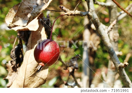 Himeringo成熟紅 姬路蘋果 照片素材 圖片 圖庫