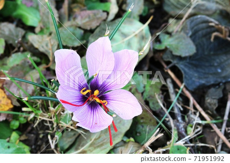 藏紅花，雌蕊長 71951992