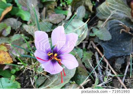 藏紅花,雌蕊長 藏紅花,雌蕊長 71951993