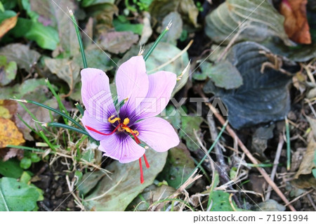 藏紅花,雌蕊長 藏紅花,雌蕊長 71951994