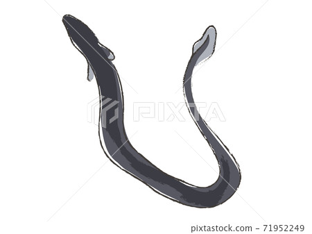 Illustration of an eel that looks like it was drawn with a brush 71952249