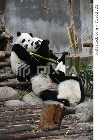 Parent-child Panda 71952323