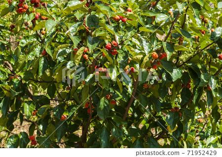 Gujipon, Buan-gun, Jeonbuk Gujipon, Buan-gun, Jeonbuk 71952429