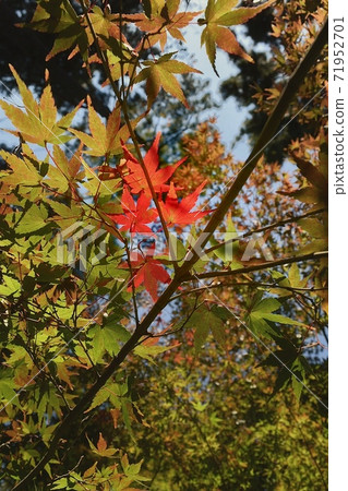 Maple leaves in Shiba Park 71952701