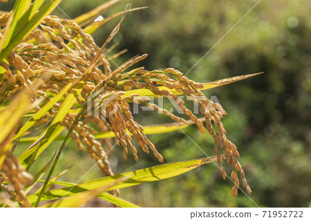 Outdoor, Autumn, Seocheon-gun, Chungnam 71952722