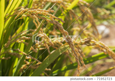 Outdoor, Autumn, Seocheon-gun, Chungnam 71952723