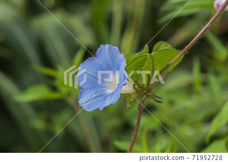 Morning glory, morning, outdoor Morning glory, morning, outdoor 71952728