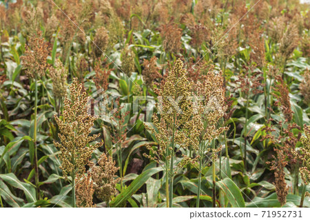 Millet, outdoor, morning Millet, outdoor, morning 71952731