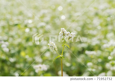 Buckwheat flowers, Buan-gun, Jeonbuk Buckwheat flowers, Buan-gun, Jeonbuk 71952732