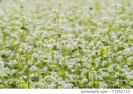 Buckwheat flowers, Buan-gun, Jeonbuk Buckwheat flowers, Buan-gun, Jeonbuk 71952733