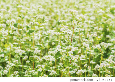 Buckwheat flowers, Buan-gun, Jeonbuk Buckwheat flowers, Buan-gun, Jeonbuk 71952735