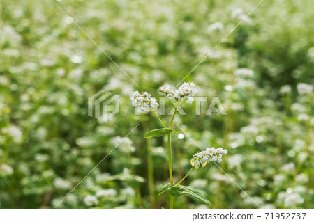 Buckwheat flowers, Buan-gun, Jeonbuk Buckwheat flowers, Buan-gun, Jeonbuk 71952737