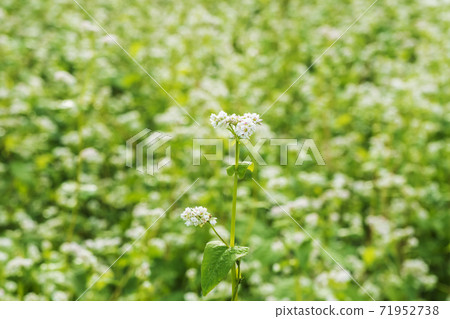 Buckwheat flowers, Buan-gun, Jeonbuk Buckwheat flowers, Buan-gun, Jeonbuk 71952738