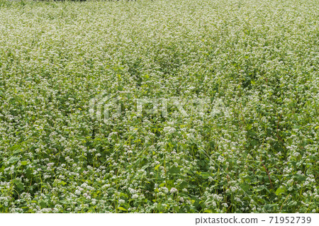 Buckwheat flowers, Buan-gun, Jeonbuk Buckwheat flowers, Buan-gun, Jeonbuk 71952739