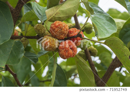 Guzipon, Outdoor, Buan-gun, Jeonbuk Guzipon, Outdoor, Buan-gun, Jeonbuk 71952749