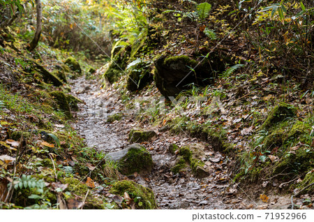 Path in the forest Path in the forest 71952966
