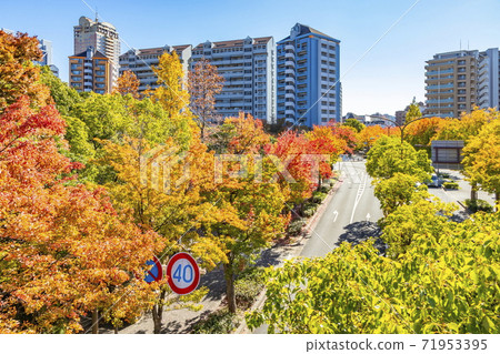 Autumn on Rokko Island in Higashinada Ward, Kobe City Autumn on Rokko Island in Higashinada Ward, Kobe City 71953395